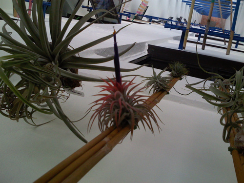 air plant